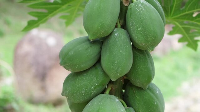  Huge bunch of green papaya.