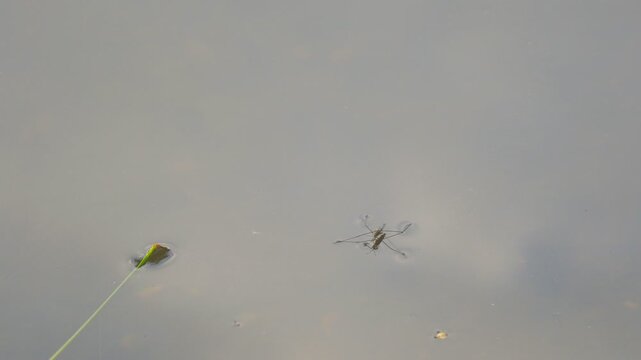 Water skaters swim and rest on the surface of the water. Gerridae - Gerris lacustris