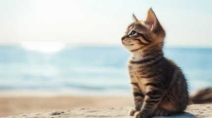 A fluffy kitten sitting on a bright surface, looking curious. picture