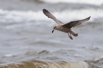 seagull in flight