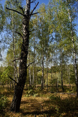 Mixed Grove on a Clear Day in Early Autumn