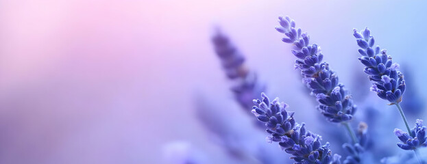 Obraz premium Lavender field closeup, soft light, nature background, aromatherapy