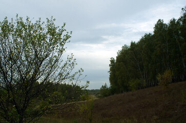 Mixed Grove on a Clear Day in Early Autumn