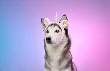 Obraz premium A Siberian Husky wears unicorn ears with a serene expression, framed by a gradient pink and blue background. The setup balances fun and sophistication effortlessly.