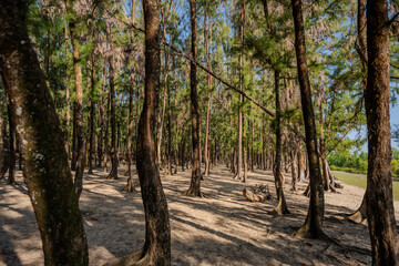 Dense Casuarina Forest Casting Shadows on Sandy Ground at Moheskhali Upazila, Cox's Bazar, Bangladesh