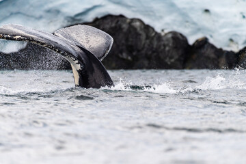 Close-up of the tail of a diving humpback whale -Megaptera novaeangliae. Image taken in the Graham...
