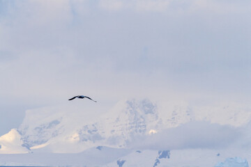 Telephoto of a kelp gull - Larus dominicanus- flying in front of glacial Antarctic mountains....