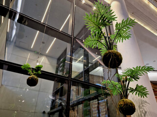 mummified moss stuck to a ball of substrate. A tropical plant is planted in ball and hangs down...