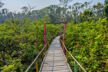 A rustic red bridge cuts through a lush guava plantation in Jhalakathi, Barisal, with green canopies creating an enchanting, serene vibe.