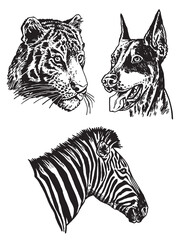 Graphical set of animals on white background, vector tiger,dog and portrait of zebra