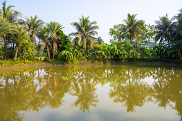 Obraz premium Tropical Pond Surrounded by Palm and Banana Trees with Reflections in Abhaynagar Upazila, Khulna, Bangladesh