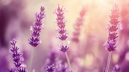 Obraz premium Serene Garden Scene with Soft Lavender and Wildflowers in a Calming Atmosphere