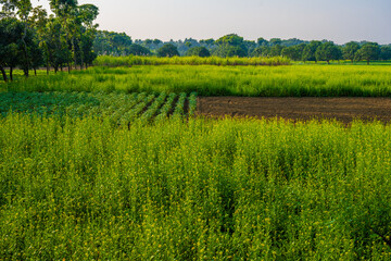 Obraz premium Lush Mustard Fields and Farmland in Rural Puthia Upazila, Rajshahi, Bangladesh