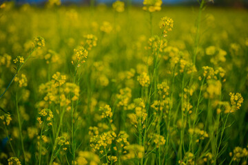 Obraz premium Close-Up of Blooming Mustard Flowers in a Vibrant Yellow Field in Rajshahi, Bangladesh