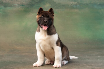 American Akita puppy on an abstract background