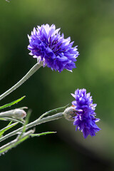  Kornblume (Centaurea cyanus) auch Zyane, Blaue Kornblume, Heilpflanze 