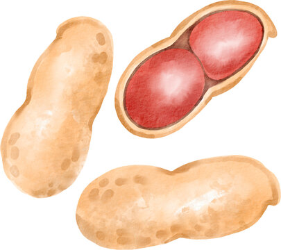 watercolor peanuts, beige shells, red seeds clip art preview