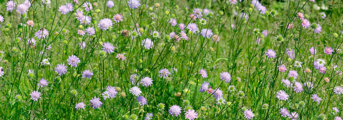 Skabiosen (Scabiosa) Wildpflanze mit blauen Blüten, Panorama 