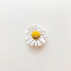 Fototapeta premium Single Chamomile Flower on White Background Pure Simple and Elegant Floral Image