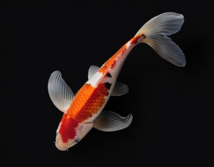 top view koi carp on black background