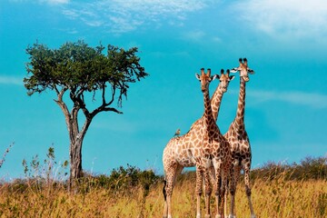 giraffe in the savannah