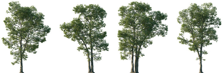 Set of Carya ovalis (the red hickory or sweet pignut hickory) isolated png in sunny daylight on a...
