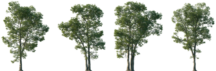 Set of Carya ovalis (the red hickory or sweet pignut hickory) isolated png in sunny daylight on a transparent background perfectly cutout