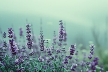 Fototapeta premium A serene garden filled with lavender flowers gently swaying in the cool mint green breeze during a tranquil morning