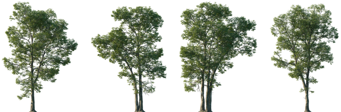 Set of Carya ovalis (the red hickory or sweet pignut hickory) isolated png in sunny daylight on a transparent background perfectly cutout