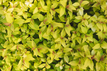 closeup of yellow spirea japonica growing in summer garden