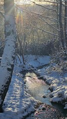 Mountain stream in the winter forest
