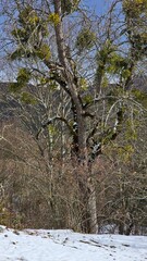 Winter landscape in a mountain village