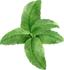 watercolor peppermint