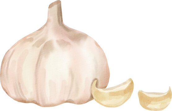watercolor garlic