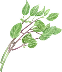 watercolor basil