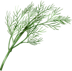 Obraz premium watercolor dill