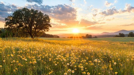 Obraz premium Sunset over flowering meadow, hills in background; peaceful nature scene