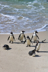 close view of penguins near ocean shore in boulders beach