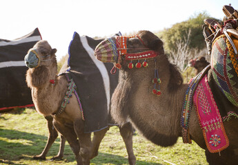 Festival camels decorated with colorful clothes, selcuk