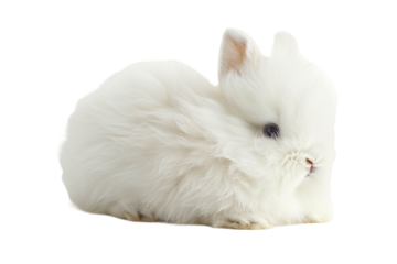 Fluffy White Rabbit Sitting Quietly on a Transparent Background, Showcasing Its Soft Fur and Gentle Demeanor Freshly Captured