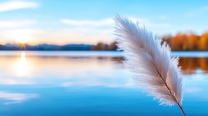 Pampas grass sunset lake autumn calm nature