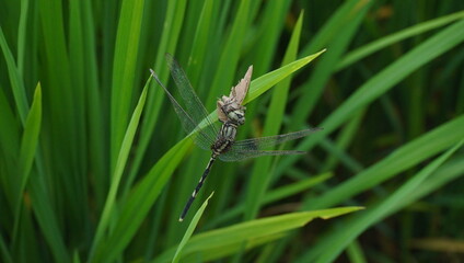 dragonfly on the grass