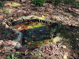 水生植物が生えた池