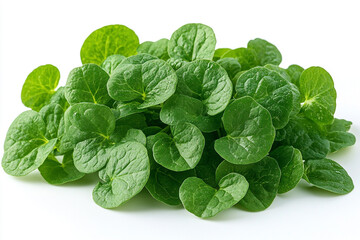 Fototapeta premium A vibrant cluster of fresh green watercress leaves