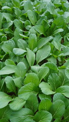 green mustard leaves in the garden