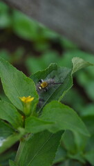 caterpillar on a leaf