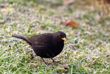 Fototapeta premium A common blackbird (Turdus merula) forages on a frozen lawn, searching for seeds to eat. It looks directly into the camera, capturing a moment of curiosity and winter survival