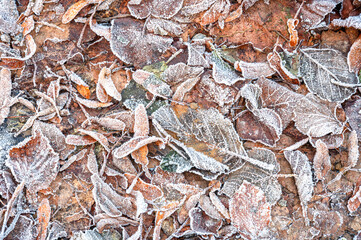 Close-up of frozen leaves covered in ice crystals. The leaves display shades of green, brown, and red, creating an abstract natural pattern that highlights the beauty of winter frost