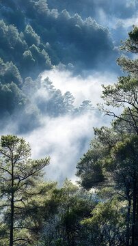 A misty morning in a dense forest with tall trees and soft fog rolling in