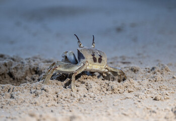 sand crabs in natural conditions close up near water in Thailand